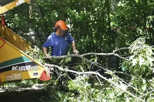 tree services Lucas
